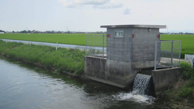 令和７年度　出穂期